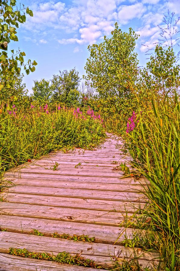 Flower Photograph - Ode to Van Gogh Boardwalk  by Daniel Thompson