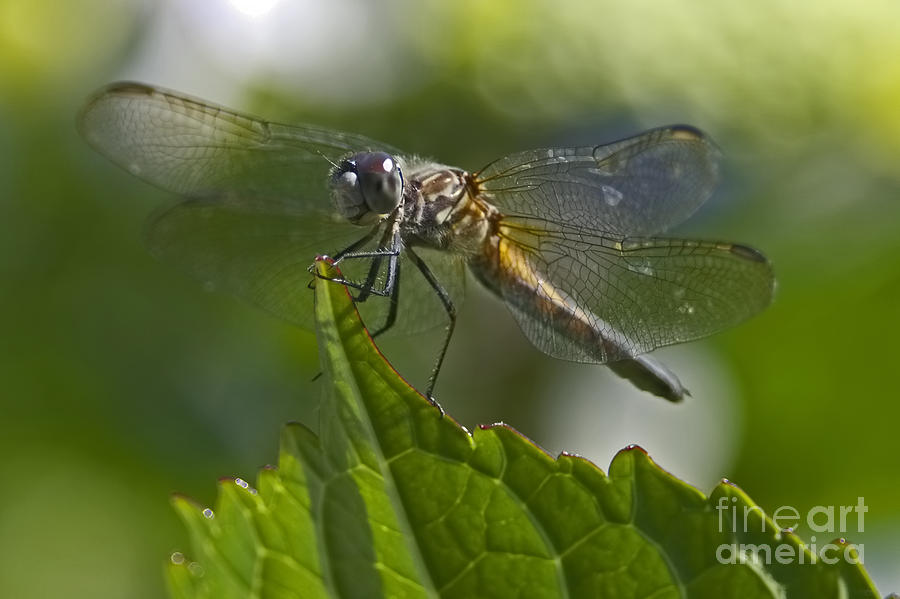 Odonata Photograph by Sharon Talson
