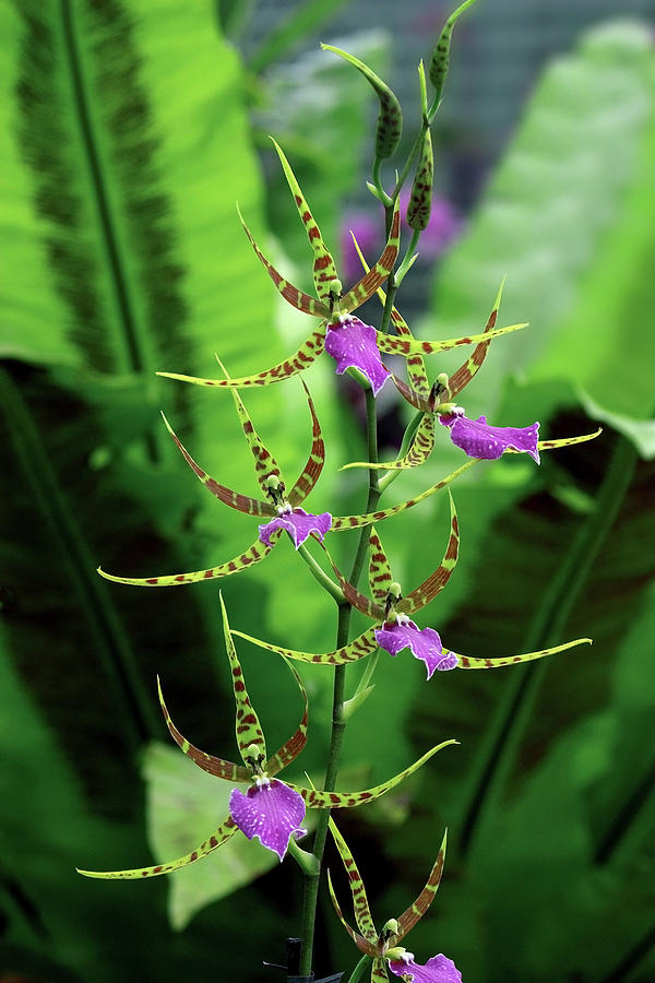 Orchid Photograph - Odontobrassia billabong by Neil Joy/science Photo Library