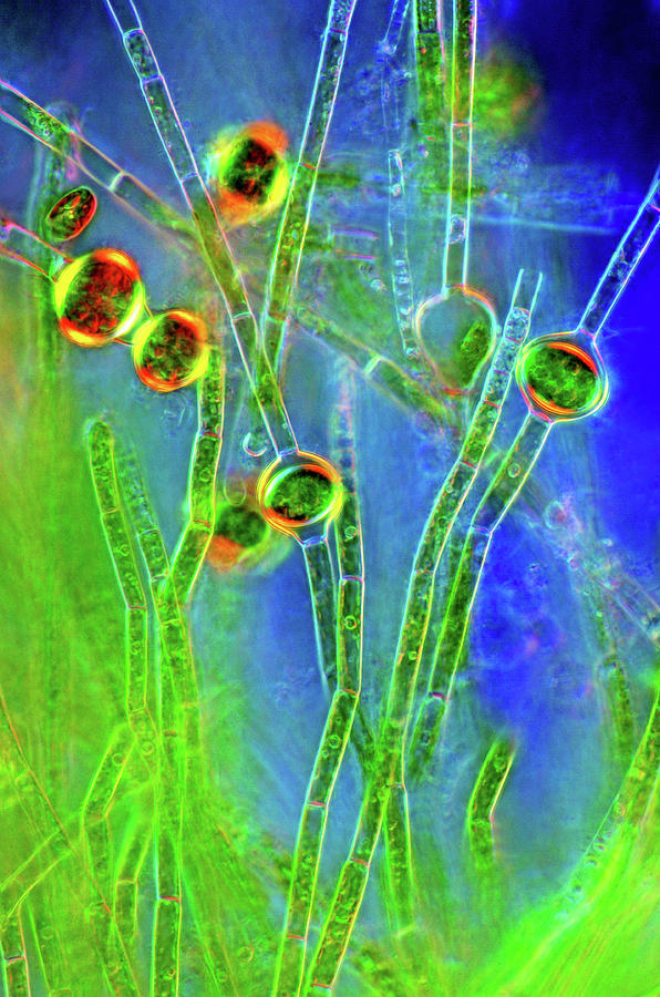 Oedogonium Green Algae Photograph by Marek Mis