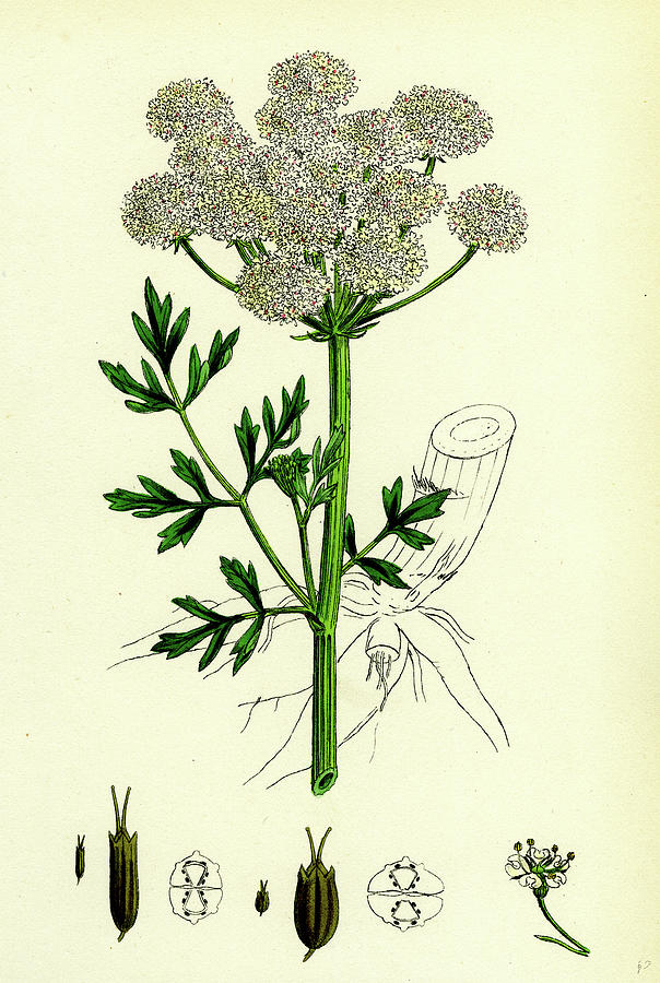 Oenanthe Crocata Hemlock Waterdropwort Drawing by English School