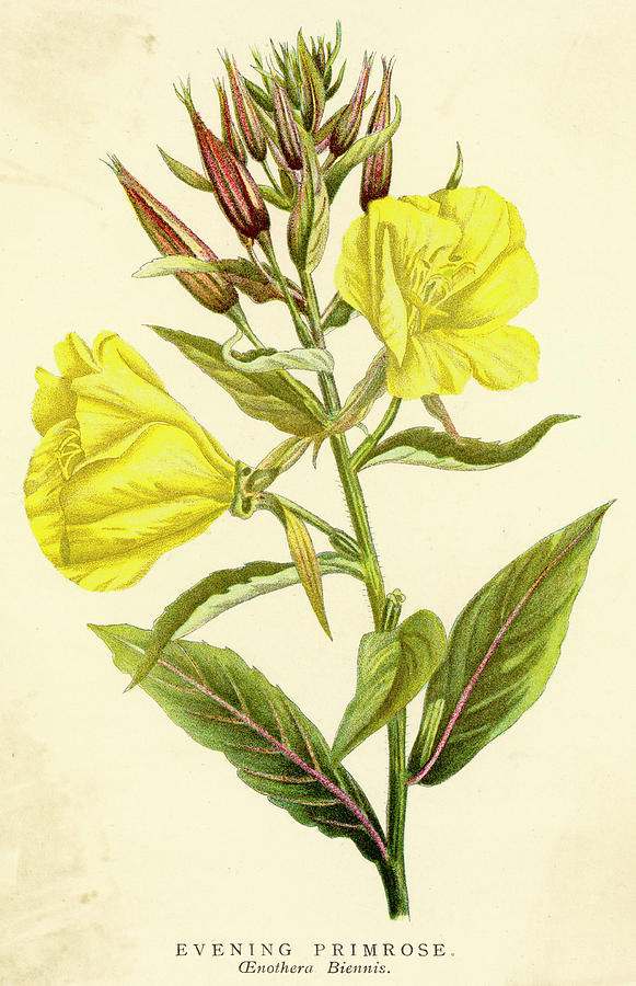 Oenothera Biennis Or Evening Primrose Drawing by Mary Evans Picture