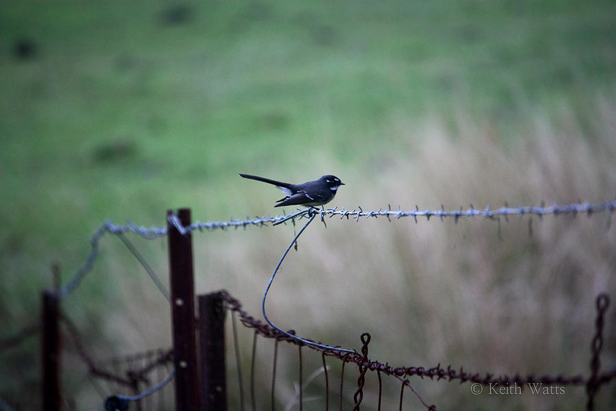 Nature Photograph - Of Fences and Fantails by Keith Watts