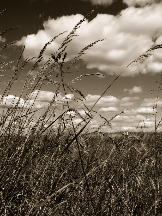 Of Grass and Sky Photograph by Scott Kingery