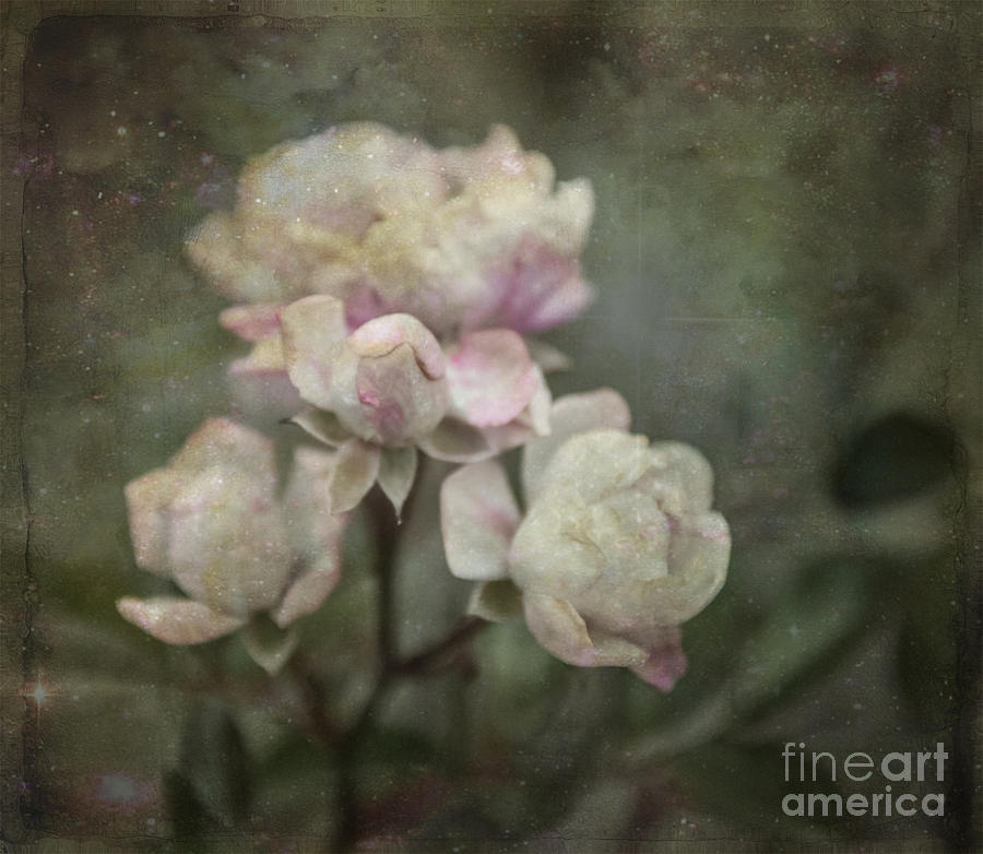 Of Old Roses by Terri Creasy Of Old Roses by Terri Creasy