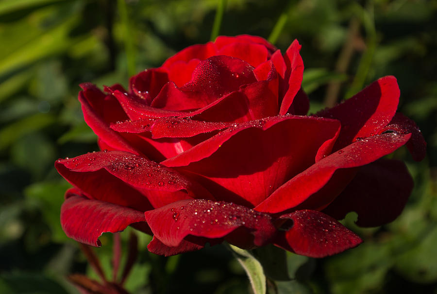 Of Red Roses And Diamonds Photograph