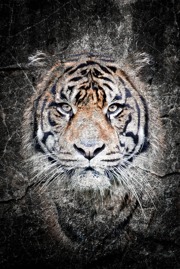Of Tigers And Stone Photograph by Athena Mckinzie