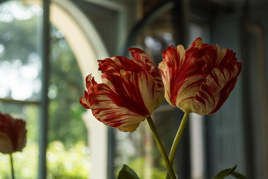 Of Tulips and Windows Photograph by Georgia Mizuleva