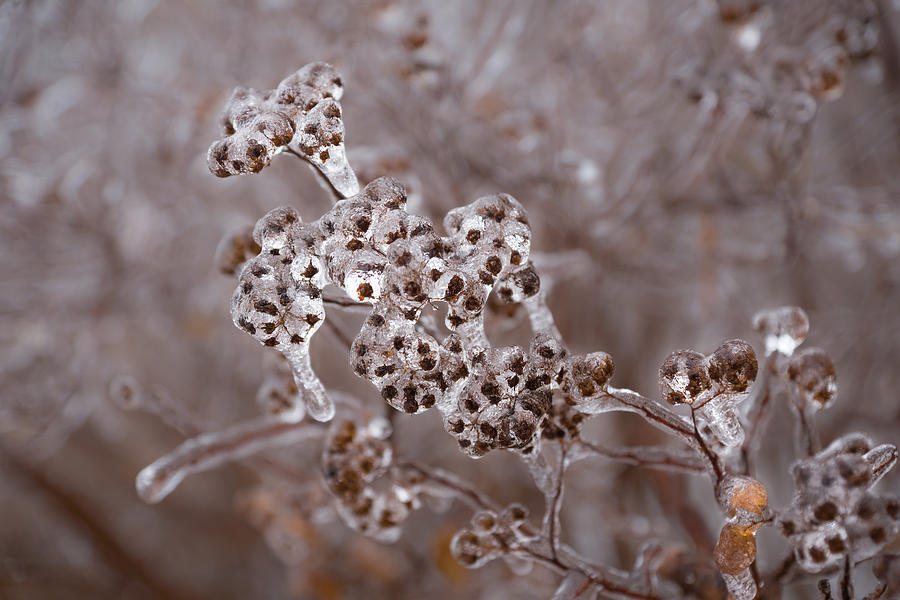 Of Weeds Seed Pods and Crystals Photograph by Georgia Mizuleva - Fine ...