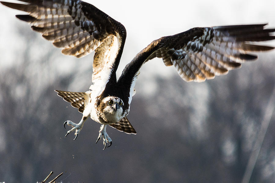 Osprey Photograph - Off I Go by Kathy Liebrum Bailey