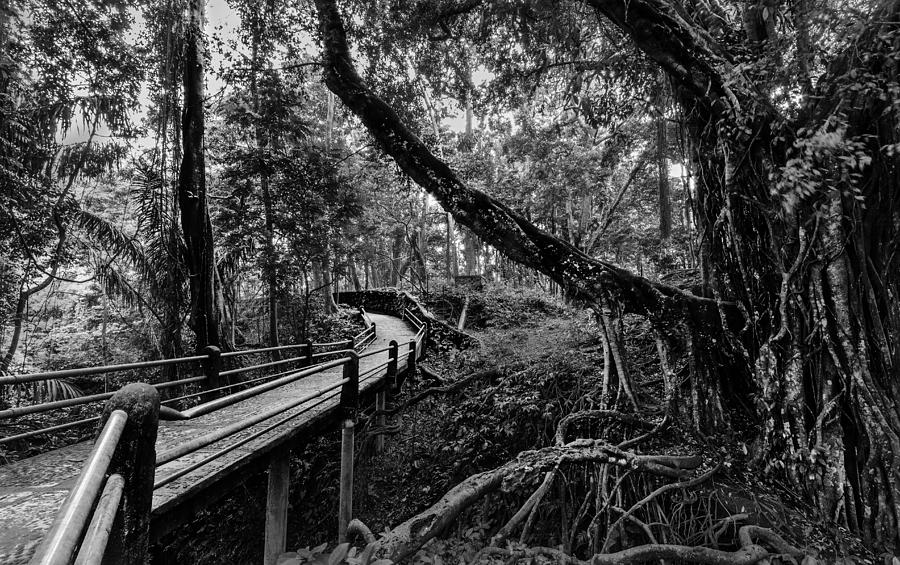 Jungle Photograph - Off the Path by Julian Cook