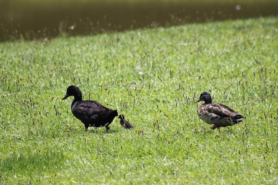 Off To The Pond Photograph by Mary Koval - Fine Art America