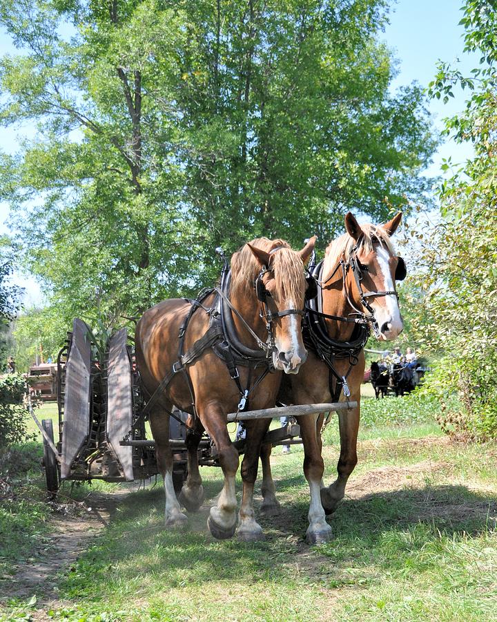 Off to Work Photograph by Valerie Kirkwood - Fine Art America