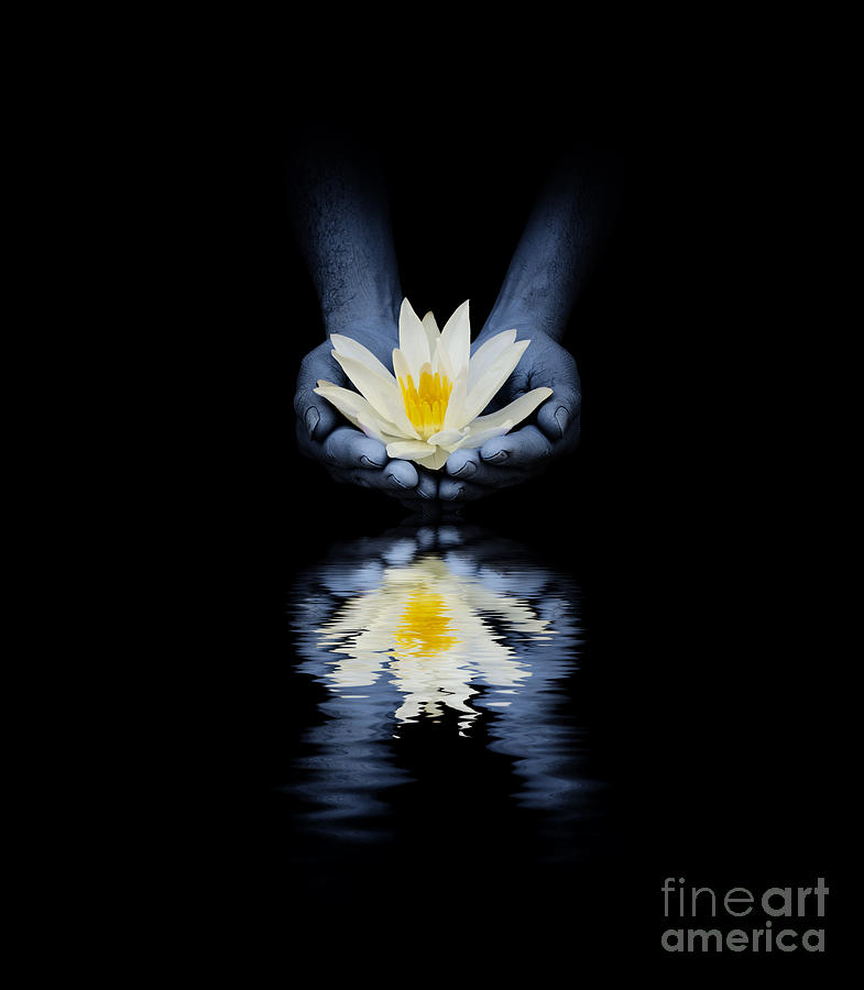 Flower Photograph - Offering of the lotus by Tim Gainey