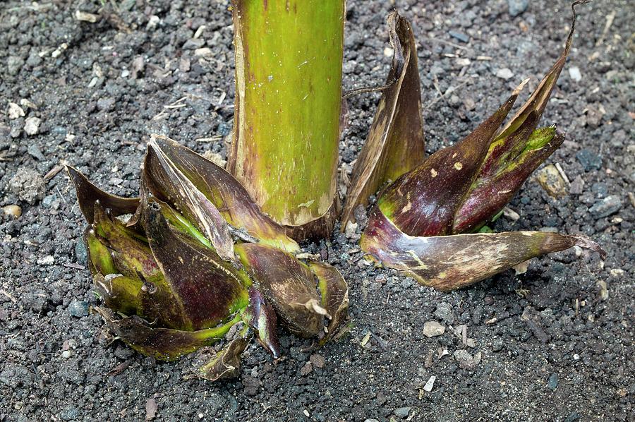 Geophyte Photograph - Offest Bulbs Of Cardiocrinum Giganteum by Dr Jeremy Burgess/science Photo Library