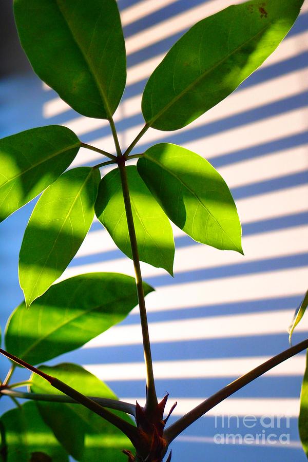 Office After-Hours - Plant and Window Blind Shadows - Late-Day Sun - Green Photograph by Miriam Danar