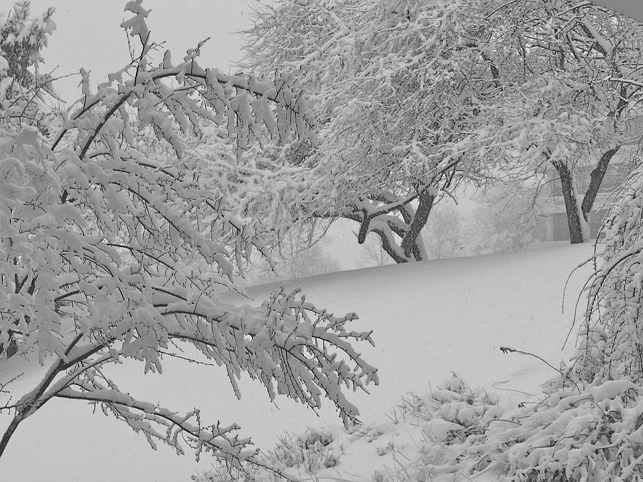 Tree Photograph - Office Snow - 8474-5 by Sandy Tolman