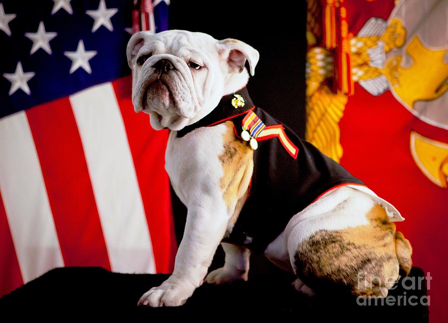 Official Mascot of the Marine Corps Photograph by AAR Reproductions ...