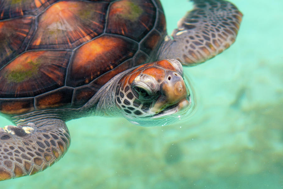 Ogasawara Green Turtle Photograph by I Love Photo And Apple.
