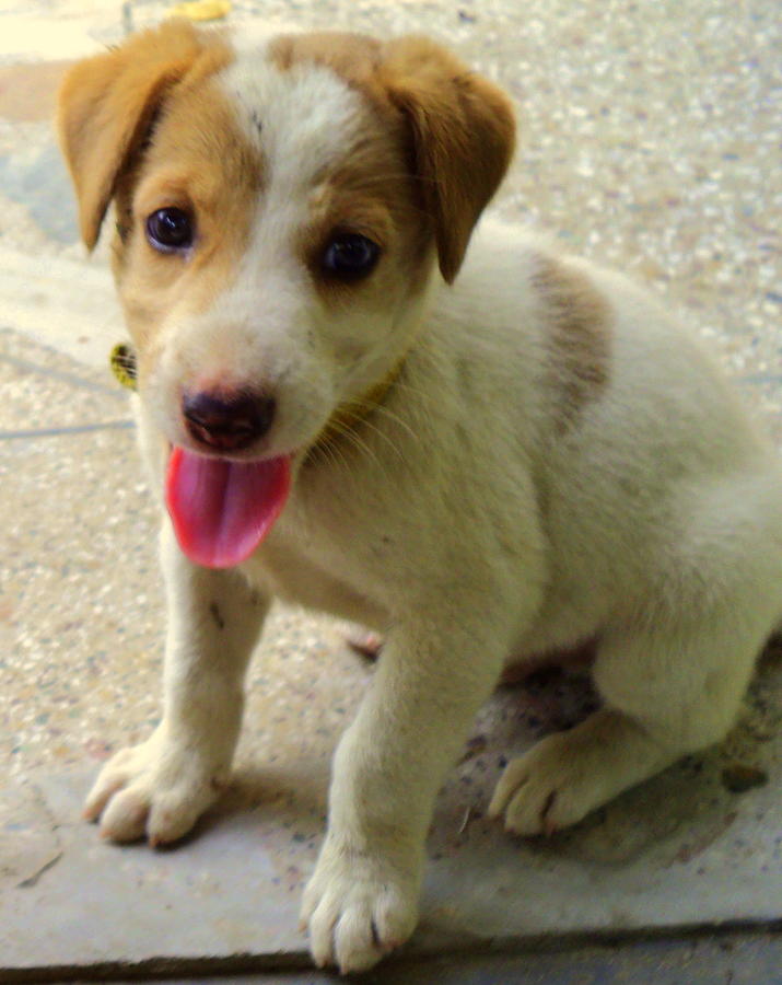 Cute Puppy #1 Photograph by Salman Ravish