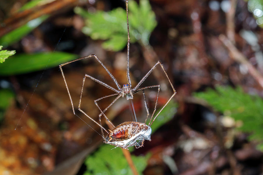 Spider Wrapping Prey