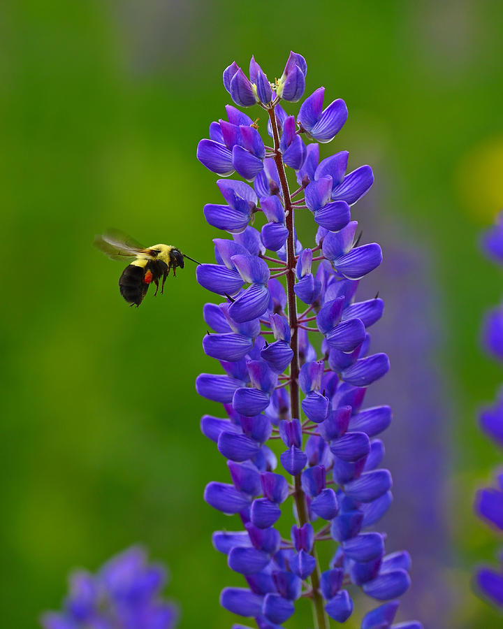 Summer Photograph - Oh Bee-have by Tony Beck