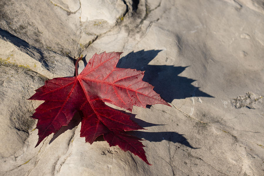 Oh Canada Maple Leaf Photograph by Georgia Mizuleva