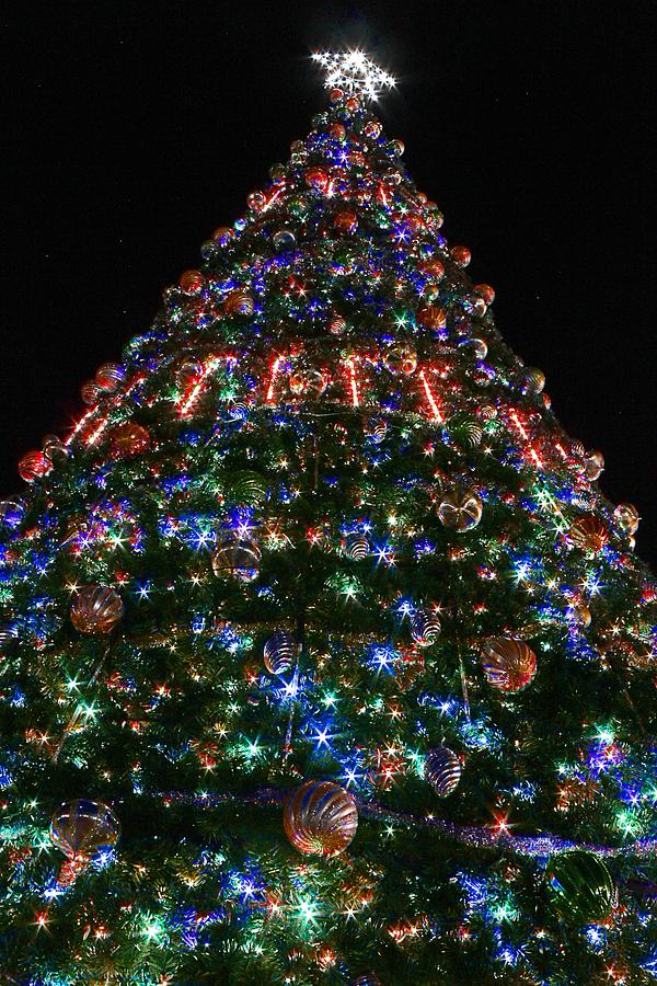 Oh Christmas Tree Photograph