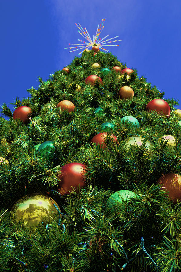 Oh Christmas Tree Photograph by Kathy Churchman