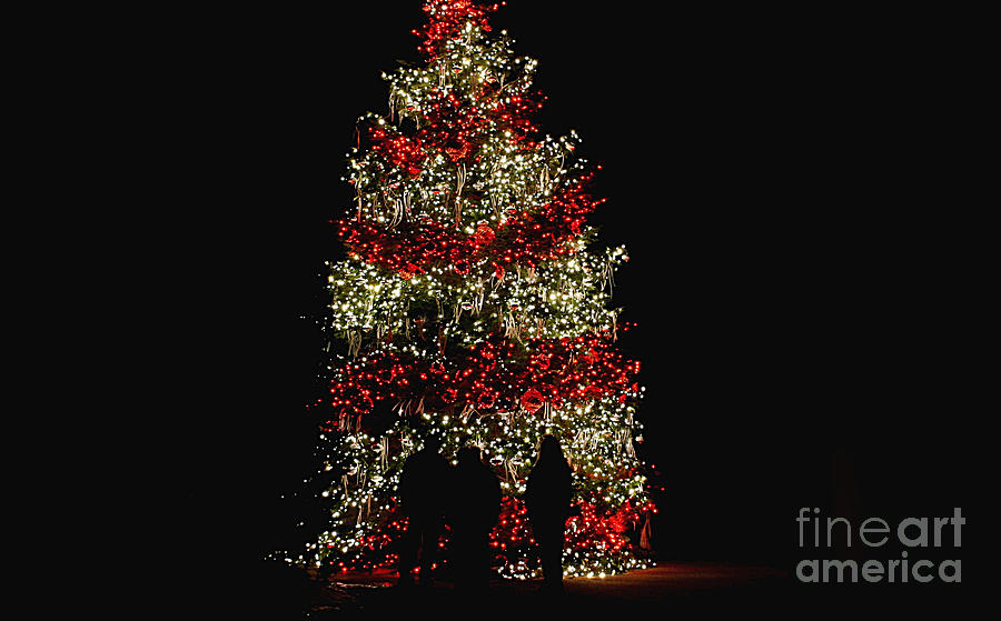 Oh Christmas Tree Oh Christmas Tree Photograph by Living Color Photography Lorraine Lynch