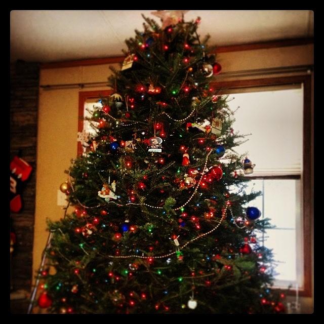 Winter Photograph - Oh Christmas Tree, Oh Christmas Tree!! by Sarah Pratt Harvanek