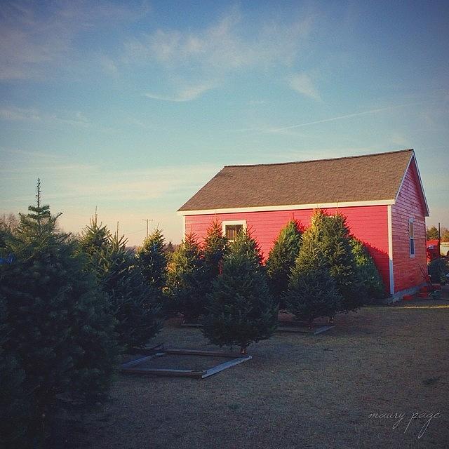 Oh, Christmas Trees Edited With @vsco Photograph by Maury Page