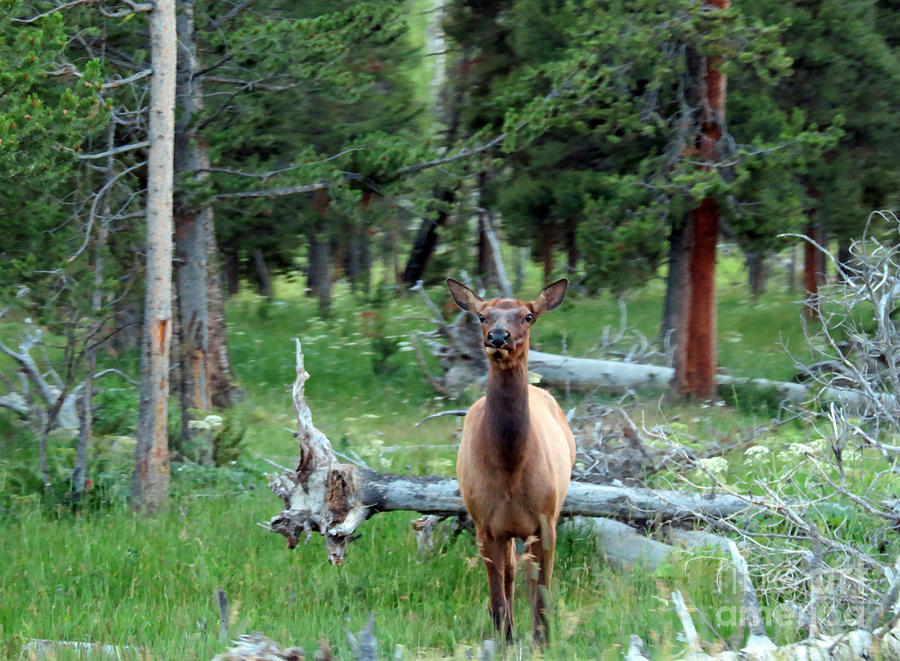 Yellowstone National Park Photograph - Oh Dear I See A Deer by Ausra Huntington nee Paulauskaite