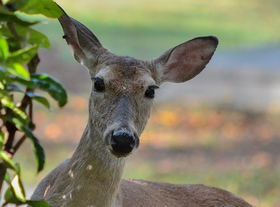 Oh Dear I Have Something On My Face Photograph By Joy Mcadams Fine 6127