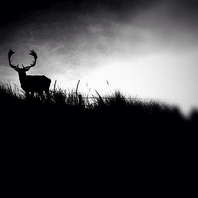 Oh Deer... #bnwlife_member Photograph by Robbert Ter Weijden