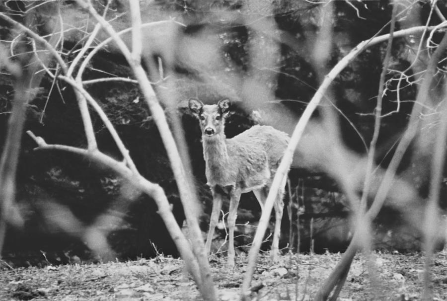 Oh Deer Photograph by Carrie Ann Grippo-Pike