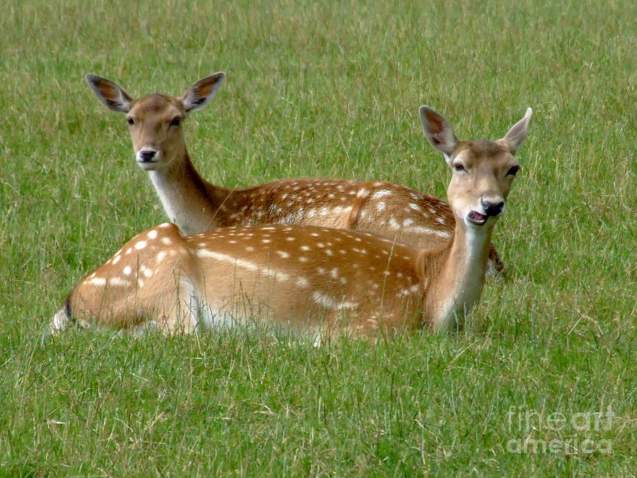 Deer Photograph - Oh deer by Joe Cashin