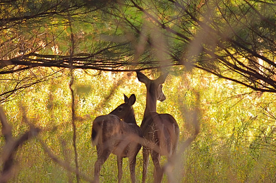 Oh Deer Photograph by Kay Jantzi