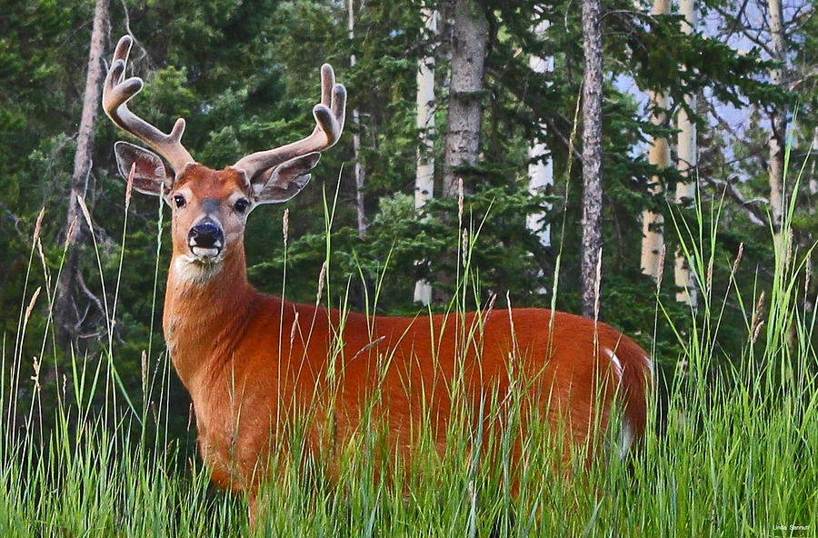 Oh Deer Photograph by Linda Sannuti