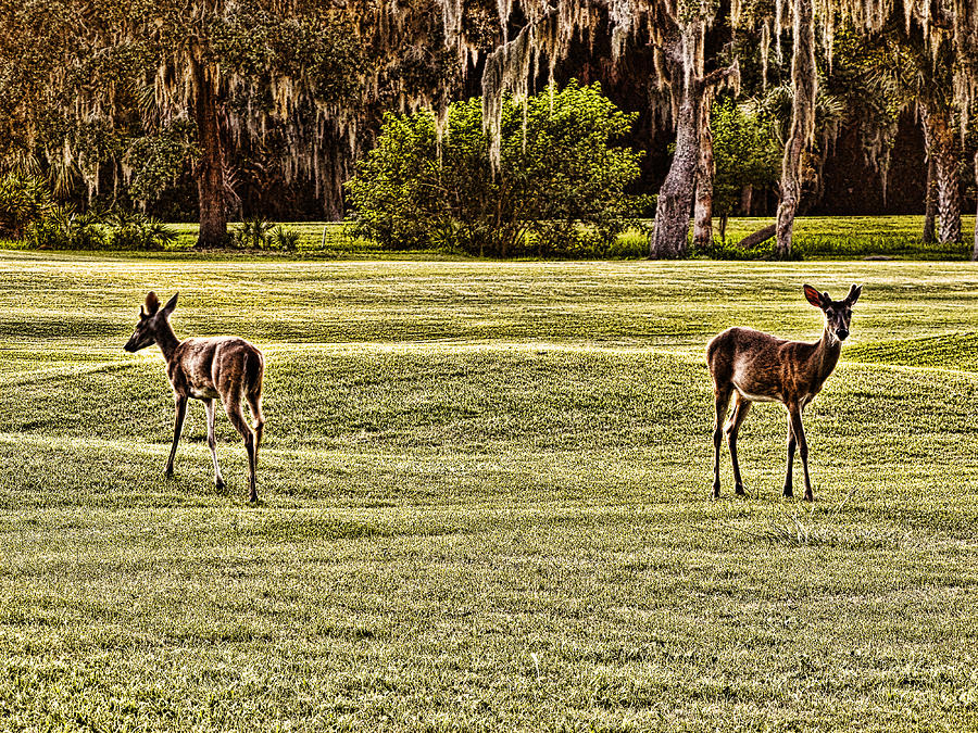 Oh Deer Photograph by Oscar Alvarez Jr