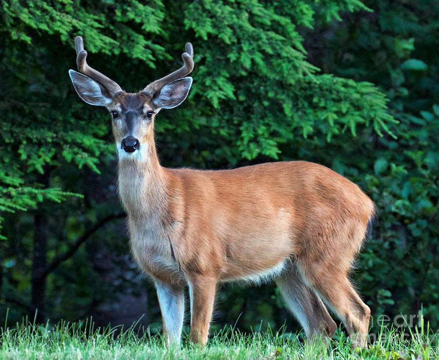 Deer Photograph - Oh Deer by The Soulosphere Deer Photograph - Oh Deer by The Soulosphere