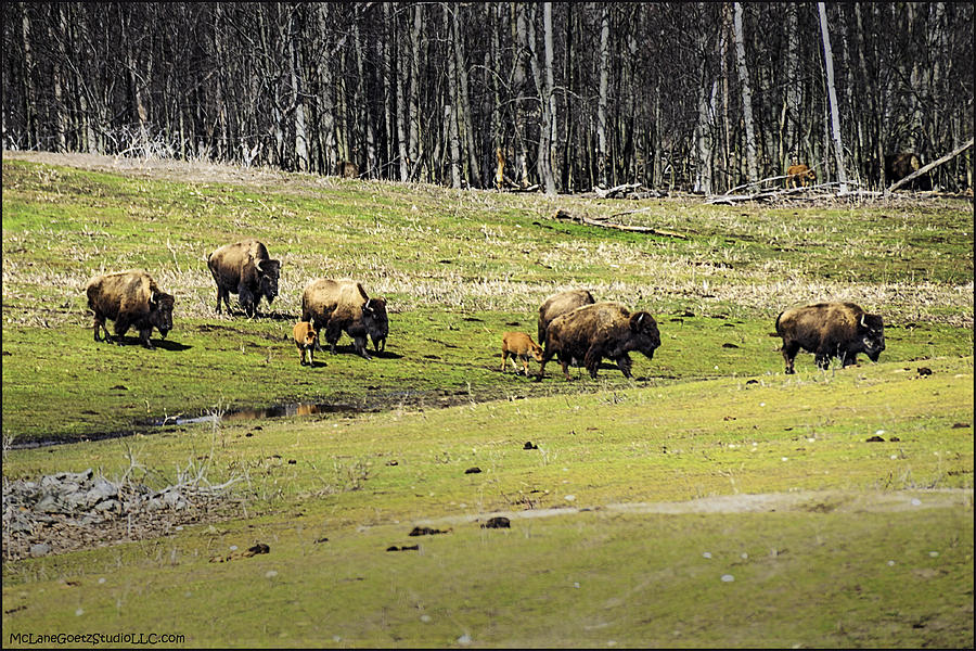 Oh give me a home where the buffalo roam Photograph by LeeAnn McLaneGoetz McLaneGoetzStudioLLCcom