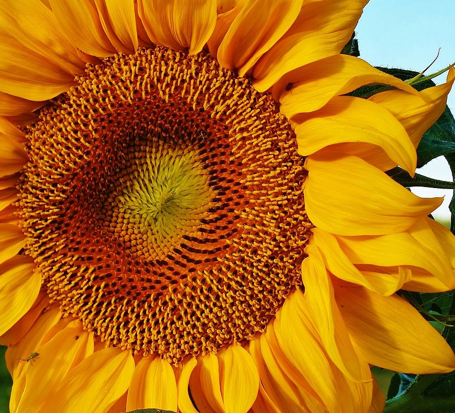 Sunflower Photograph - Oh Happy Day by Bruce Bley