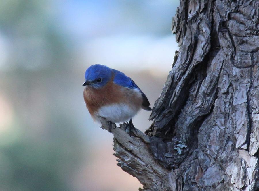 Bluebird Photograph - Oh Little Bluebird by Rosanne Jordan