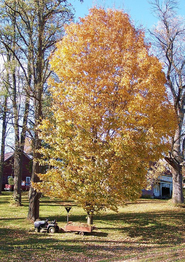 Oh Lord Thy Tree Is So Tall and My Cart Is So Small... Photograph by R B Harper