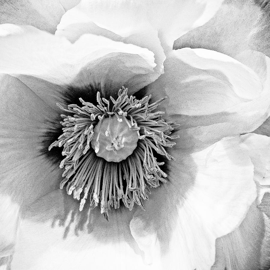 Dahlia In White Photograph by Roxy Hurtubise