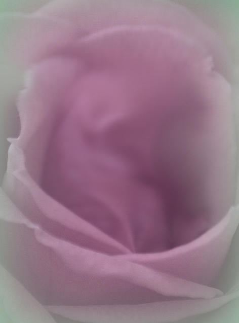 Rose Photograph - Oh My Soul by The Art Of Marilyn Ridoutt-Greene