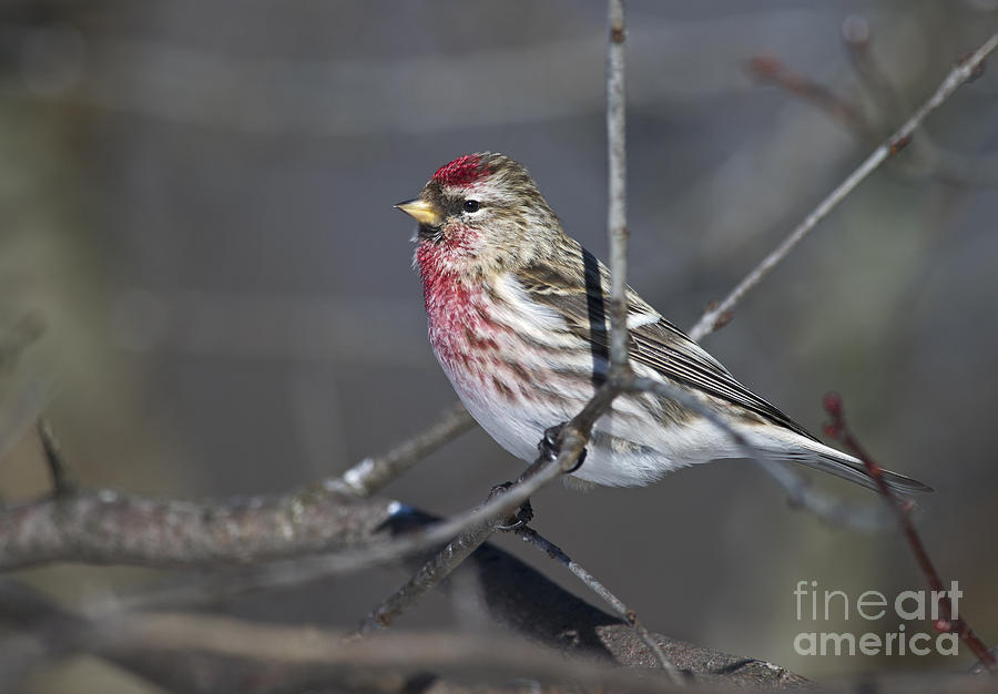 Finch Photograph - Oh my what a Finch.. by Nina Stavlund