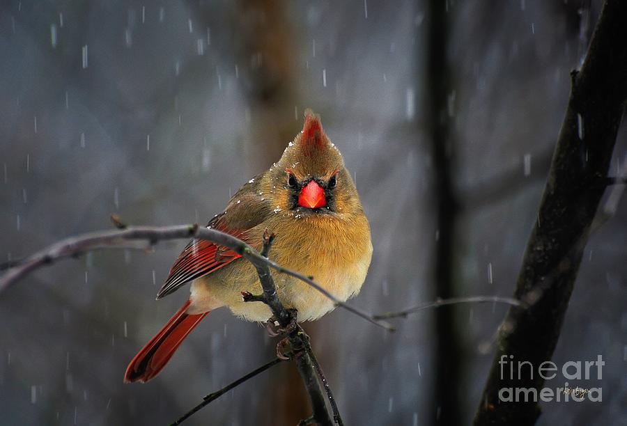 Cardinal Photograph - Oh No Not Again by Lois Bryan