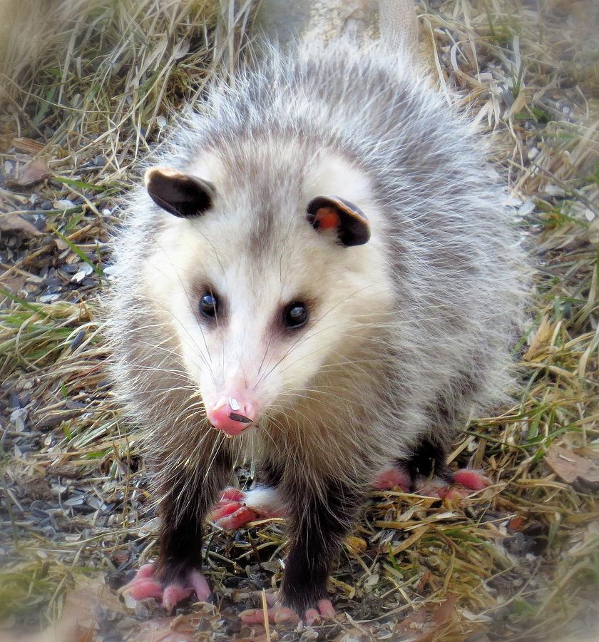 Oh Possum Photograph by MTBobbins Photography